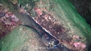 Rosehearty Dive - North East Scotland Diving Highlight Video