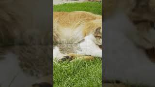 29#OMG#kiran animals#lion attack#ytshorts#beautiful#viral#