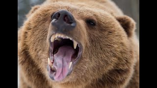 Three Unbelievable Bear Attacks From North America!