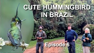 Brazil has the Cutest Hummingbirds: Green-crowned Plovercrest - Episode 6