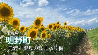 【山梨】ドライブ：明野のひまわり畑