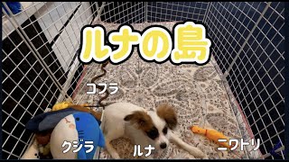 楽しそうに一人遊びする子犬💛ずっと見てられるかも