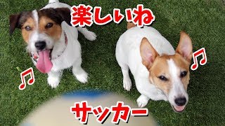 ワールドカップ記念!ヘディングを決めた？ジャックラッセルテリア！ #02 Jack Russell Terrier Nice Heading