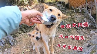 田园犬阿爆很贪吃，看到罐头就流口水，它儿子过来抢它会让开吗？