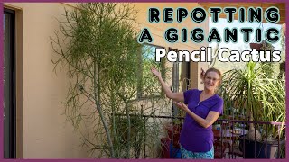 GIGANTIC PENCIL CACTUS REPOTTING Into A Gigantic Pot!