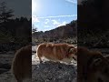 岩に足をかけるコーギー a corgi placing its front paw on a rock corgi コーギー サクラ