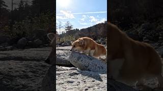 岩に足をかけるコーギー / A corgi placing its front paw on a rock #corgi #コーギー #サクラ