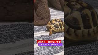 速すぎるリクガメのおくらちゃん🐢