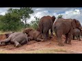 Carer Cam with Tigere and the Jabulani Elephant Herd 🐘