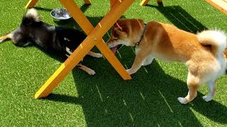 【柴犬】いちごとみるくのスローライフ　ドッグランではしゃぐ柴犬が可愛いなぁ　JAPAN [SHIBA-INU] ICHIGO and MILK so cute !　＃柴犬　＃柴犬の日常