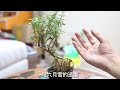 六月雪怎么养｜园艺师教学｜六月雪的详细养护技巧