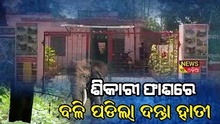 ଶିକାରୀଙ୍କ ଫାଶରେ ବଳି ପଡିଲା ଆଉ ଏକ ଦନ୍ତା  ||news10odia