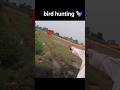 amazing birds hunting with slingshot ! 16