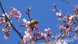 桜が咲き始めました！-Sakura-