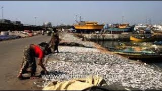 Paradeep Fishing Harbour