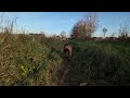 1ere sortie de l année pour ma staffie