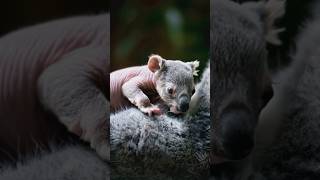 Pregnant Mom Koala Giving Birth to a Baby #animals #cute #puppy