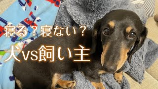 犬vs飼い主！寝かしつける飼い主と眠気を耐える犬の対決。犬を寝かしつける作戦！？犬も頑張る！【ミニチュアダックスフンド】