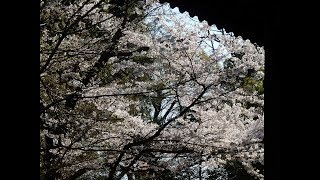 浄真寺(九品仏) の 春　Japanese typical spring scenery