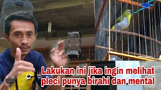 Seperti ini Cara melihat Burung pleci sudah punya birahi dan mental