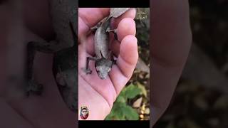 عجائب وغرائب الحيوان الاكثر دهشة 🤯😱🤯#حيوانات#البرية #animals #الغابة#الغابه#عجيب #shorts #غرائب#ضحك