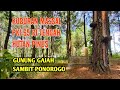 KUBUR4N MASSAL PKI 65 DI Tengah Hutan Pinus Gunung Gajah Ponorogo