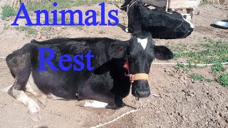Animals rest kr rha ha||@VeLLaMunDa5 @DuckyBhai @zohaibsabirvlogs1364