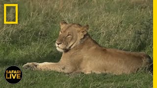 Safari Live - Day 276 | National Geographic