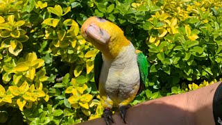 Caique Nala