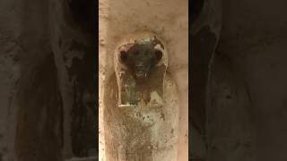 The Lost Secrets of Aswan's 10-Level Necropolis: A Stunning Discovery