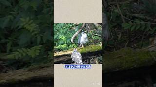 オオタカ 甘える幼鳥　#goshawk #オオタカ #三宝寺池