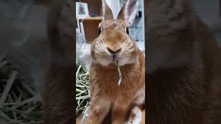 鼻と口が可愛いナッツ社長　#仔ウサギ #rabbit #うさぎとの生活 #かわいい #pets #cute #うさぎ