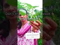 ఈ ఆకుకూర మీకు తెలుసా garden gardening plants organicfarming @madgardener