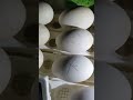 Goose egg incubating progress - 19, 15, 14 days.