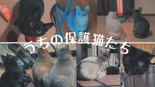 真冬のうちのニャンコ達/冬も大忙しです/保護猫Vlog