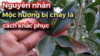 Tại sao cây mộc hương bị cháy lá