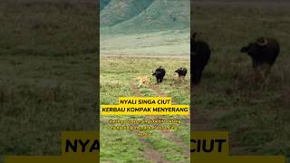 Nyali Singa Ciut Diserang Kerbau #singa #kerbau #harimau