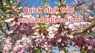 ต้นแคฝรั่ง Quick stick tree