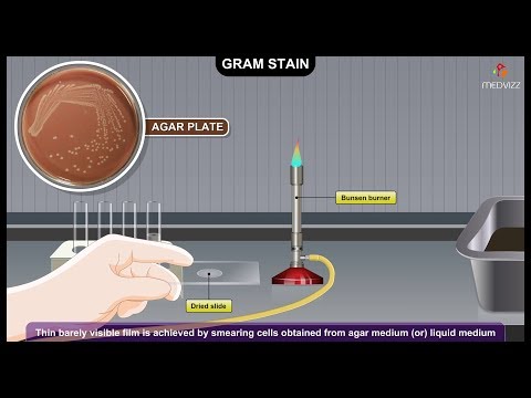 How does Gram staining help identify bacteria?