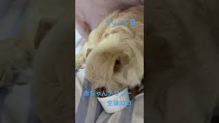 赤ちゃんチワプー  離乳食2日目⭐️そしゃく音⭐️生後37日