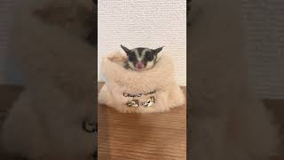 新しいポーチ#フクロモモンガ#フクロモモンガ飼育#フクロモモンガ #フクロモモンガ飼育 #ペット#ペット動画#fyp#sugarglider