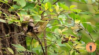 Bay-breasted Warbler - Birding in Cincinnati Ohio