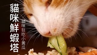 貓咪鮮蝦塔，貓咪狂吃小黃瓜？！【貓副食食譜】好味貓廚房EP56