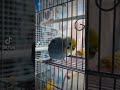 セキセイインコ budgies インコ 井戸の魔物 勇者ヨシヒコ