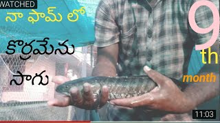 Korramenu fish (snake head)farming updating