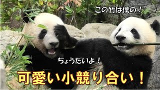 5/12双子パンダ１本の竹を巡ってバトルが勃発！どちらに軍配が上がるのか？！giantpanda @tokyo 上野動物園