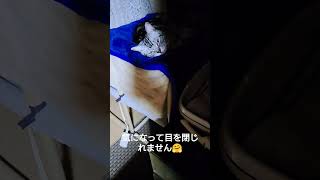 作ってあげたニャンモック気に入ってくれたようで気持ちよさそうに寝ちゃってた猫ちゃん🐱ムチムチボディのアメリカンショートヘア🎵