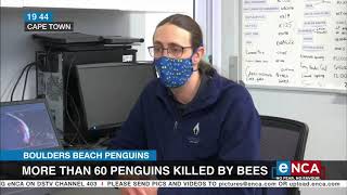 More than 60 penguins killed by bees