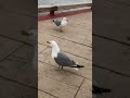 canadian seagull talking