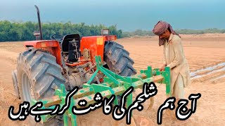 Shaljam ki kiss Tarah Cast karni Chahie | shaljam crop Farming